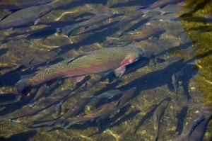 Rainbow trout at the fish farm