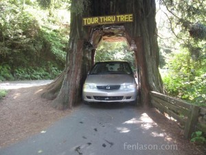 Driving through the redwood tree
