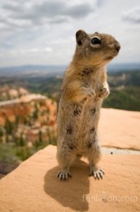 Bryce Canyon Chipmunk