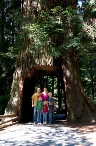 Drive Through Redwood tree