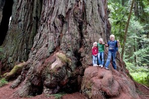 Prarie Creek redwood near visitor's center