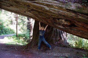 Jordan holding up a fallen Redwood