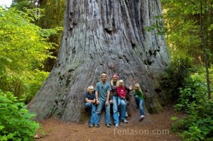 "Big Tree" Redwood State Forest