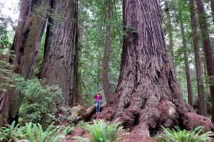 Coastal Redwood