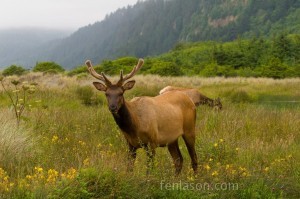 Elk at Prarie Creek State Park on the Pacific Coast