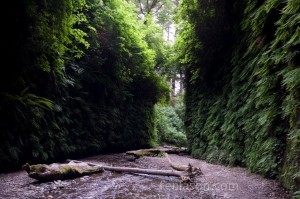 Fern Canyon