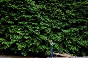 Fern Canyon