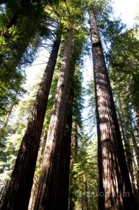 Giant Redwoods