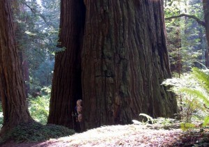 Kids hiding in a giant Coastal Redwood