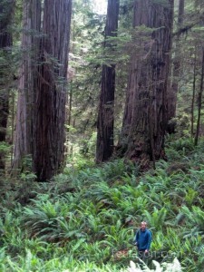 Hiking in the Redwoods