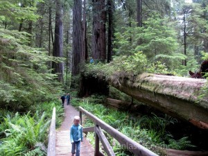 Kids hiking in Redwoods