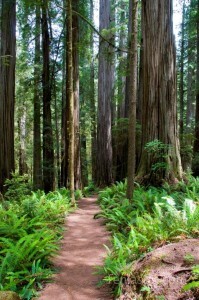 Boyscout Trail - Jedediah Smith Redwood State Park
