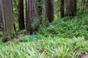 Giant Coastal Redwoods - Crescent City CA