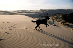 Max frolicking through the sand