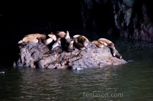 Sea Lion Caves - Florence OR