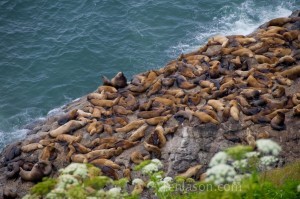 Sea Lion Caves