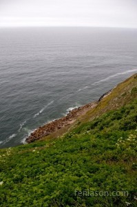 Oregon Sea Lions