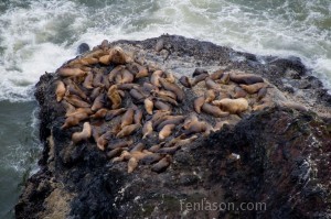 Sea Lions