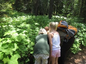 Ranger led hike