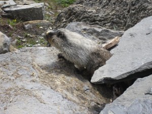 Marmot on Highline Trail - Glacier National Park