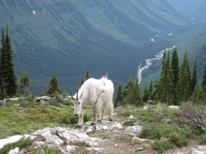 Mountain Goat on Highline Hike