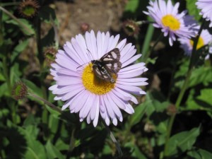 Flower and butterfly