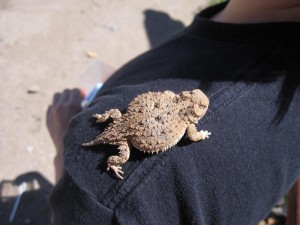 Mountain Short Horned Lizard