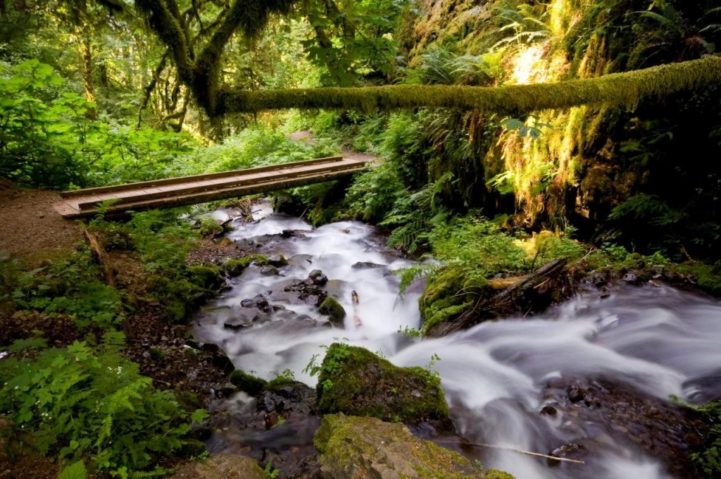 Wahkeena Falls hike along the lush river trail