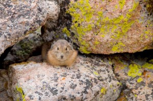 A Pika on the trail