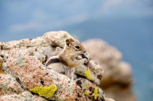 Chipmunk on the trail eating a cherry