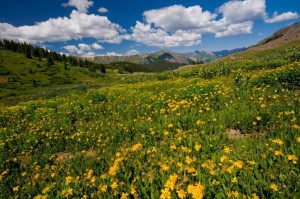 Wildflowers on the Engineer Pass