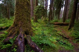 Hoh Rainforest in Olympic National Park, Washington