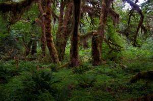 Hoh Rainforest in Olympic National Park, Washington