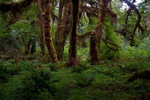 Hoh Rainforest in Olympic National Park, Washington