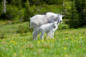 Mountain Goats - Glacier National Park