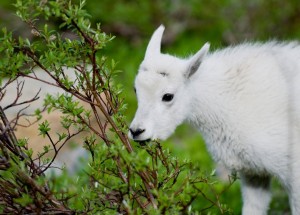 Young Mountain Goat