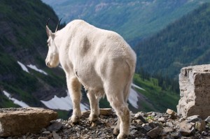 Mountain Goat