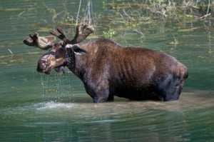 Moose at Glacier National Park