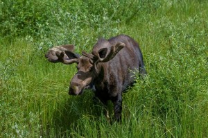 Moose in Glacier National Park