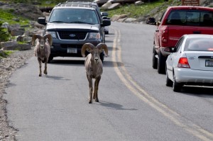 Big Horn Sheep on the street