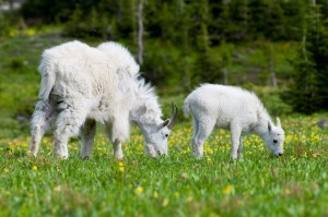 Mountain Goat and Kid