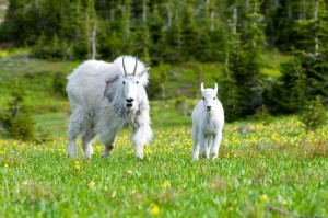 Mountain Goats