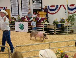 4-H Auction in Gunnison CO