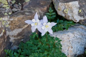 Mayflower Gulch Flowers