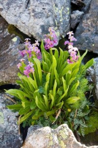 Mayflower Gulch Flowers