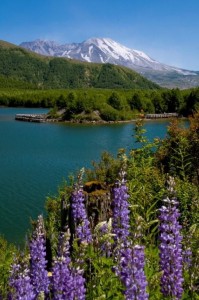Mount St Helens view from Coldwater Lake hike