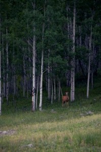 Deer amongst the Poplars in Ironton Park