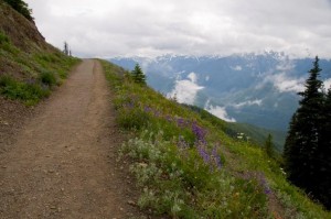 Hurricane Ridge hiking trail