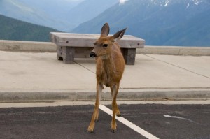 Friendly deer in the visitor's center parking lot