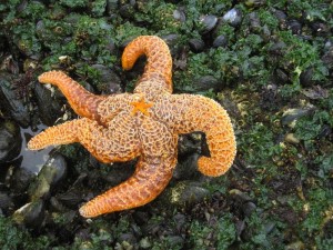 Large and small starfish